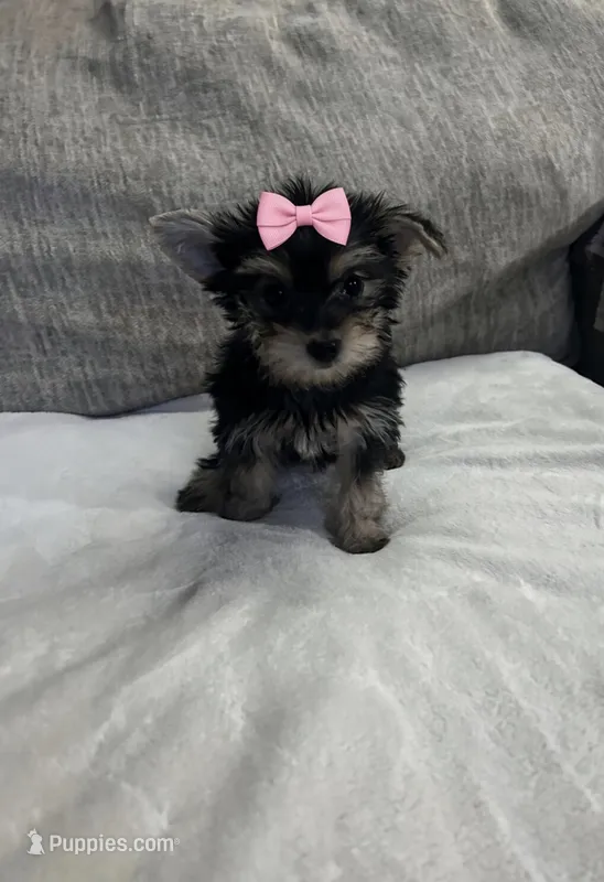 princess leia  small !! – Morkie puppy for sale in Virginia Beach, VA
