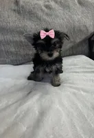princess leia  small !!, a female Morkie for sale in Virginia Beach, VA – 1 of 2