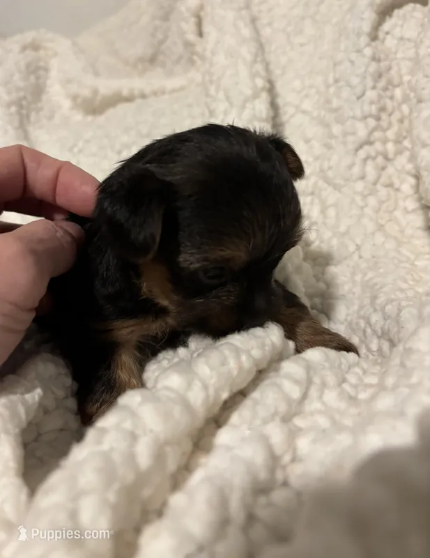 Roadrunner – Yorkipoo, Poodle - Toy  puppy for sale in Virginia Beach, VA