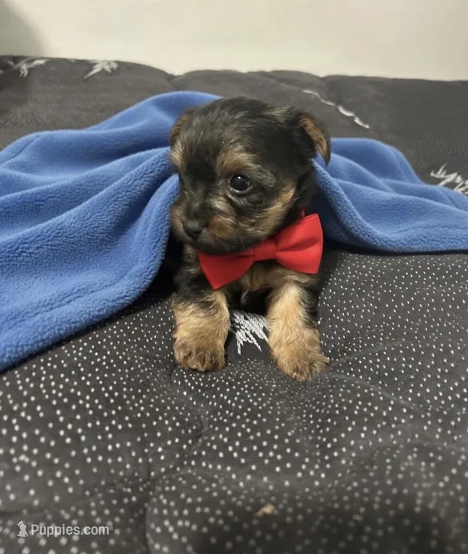 Roadrunner – Yorkipoo, Poodle - Toy  puppy on hold in Virginia Beach, VA