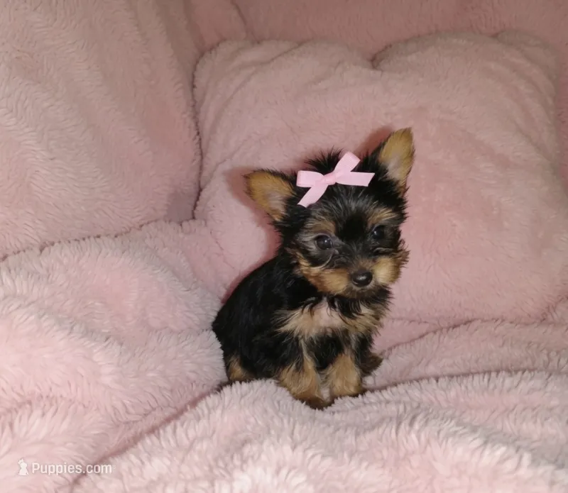 KIA – Yorkshire Terrier puppy for sale in Virginia Beach, VA