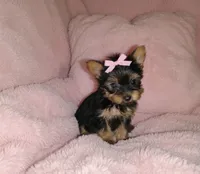 KIA, a female Yorkshire Terrier for sale in Virginia Beach, VA – 1 of 1
