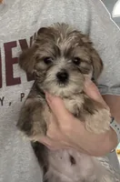 Rocky, a male Shorkie for sale in Virginia Beach, VA – 1 of 3