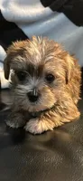 Rocky, a male Shorkie for sale in Virginia Beach, VA – 3 of 3
