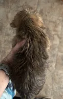 Rocky, a male Shorkie for sale in Virginia Beach, VA – 2 of 3