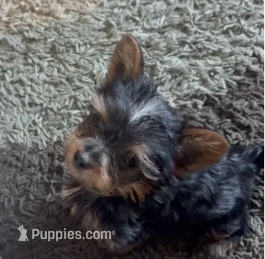  T CUP -“Trader Joe” – Yorkshire Terrier puppy for sale in Virginia Beach, VA