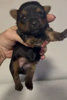 last yoekipoo xmas puppy girl , a female Yorkshire Terrier and Poodle - Toy  for sale in Virginia Beach, VA – 1 of 2