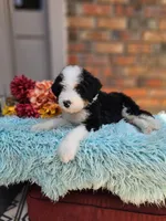 Squishy, a male Aussiedoodle and Bernedoodle for sale in Carnesville, GA – 4 of 4