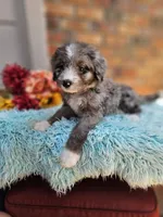 Celia Mae, a female Aussiedoodle and Bernedoodle for sale in Carnesville, GA – 4 of 8