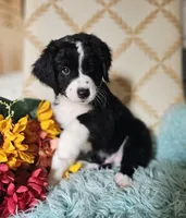 Chet, a male Bernedoodle for sale in Carnesville, GA – 2 of 3