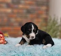 Frank, a male Aussiedoodle and Bernedoodle for sale in Carnesville, GA – 8 of 10