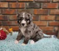 Celia Mae, a female Aussiedoodle and Bernedoodle for sale in Carnesville, GA – 3 of 8