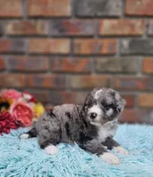 Celia Mae, a female Bernedoodle for sale in Carnesville, GA – 4 of 4