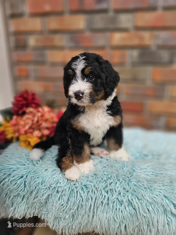 Frank – Aussiedoodle, Bernedoodle puppy for sale in Carnesville, GA