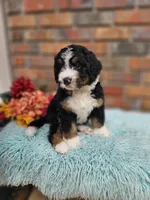 Frank, a male Aussiedoodle and Bernedoodle for sale in Carnesville, GA – 1 of 10