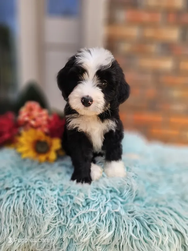 Randall – Aussiedoodle, Bernedoodle puppy for sale in Carnesville, GA
