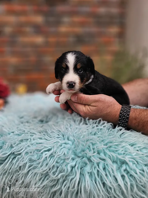 Rozz – Aussiedoodle, Bernedoodle puppy for sale in Carnesville, GA