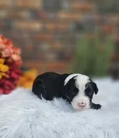 Randall, a male Aussiedoodle and Bernedoodle for sale in Carnesville, GA – 2 of 3