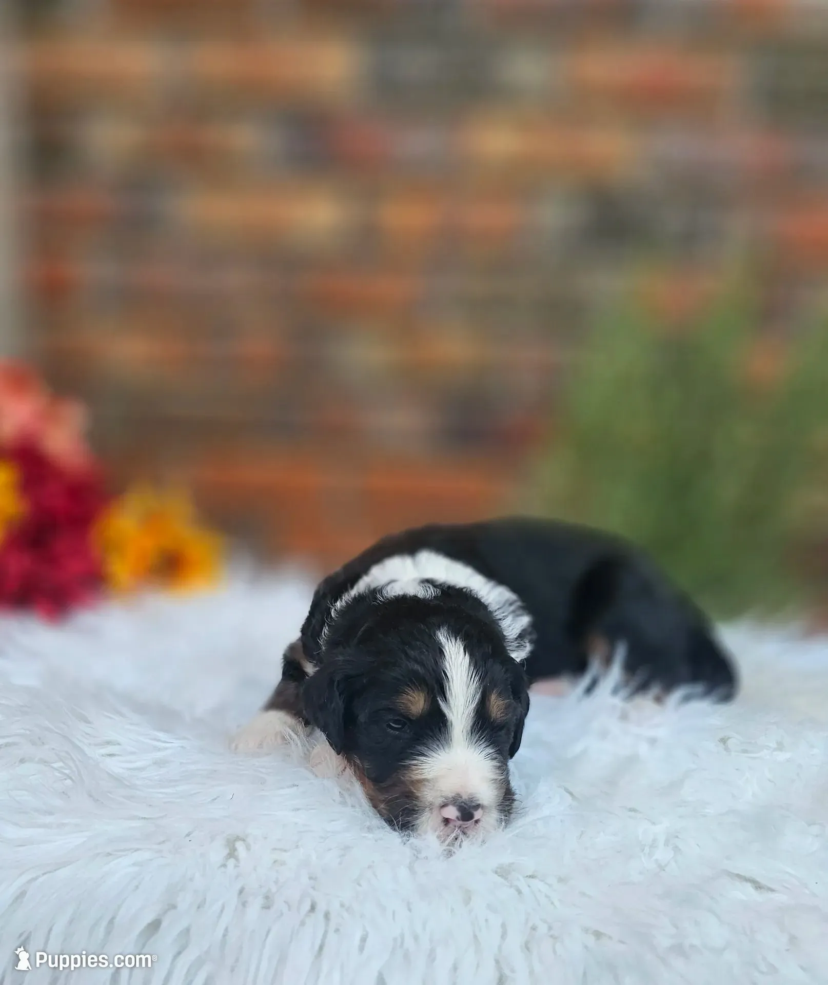 Frank, a male Aussiedoodle and Bernedoodle for sale in Carnesville, GA – 7 of 10