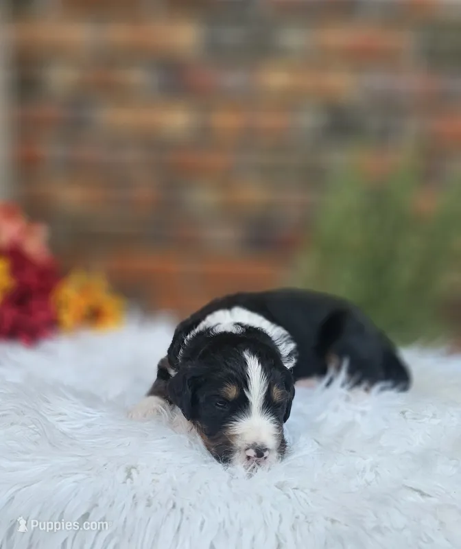 Frank – Aussiedoodle, Bernedoodle puppy for sale in Carnesville, GA