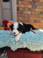 Squishy, a male Aussiedoodle and Bernedoodle for sale in Carnesville, GA – 3 of 4