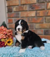 Frank, a male Aussiedoodle and Bernedoodle for sale in Carnesville, GA – 5 of 10