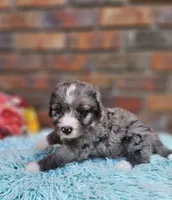Celia Mae, a female Bernedoodle for sale in Carnesville, GA – 3 of 4