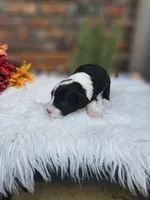 Boo , a female Aussiedoodle and Bernedoodle for sale in Carnesville, GA – 3 of 3
