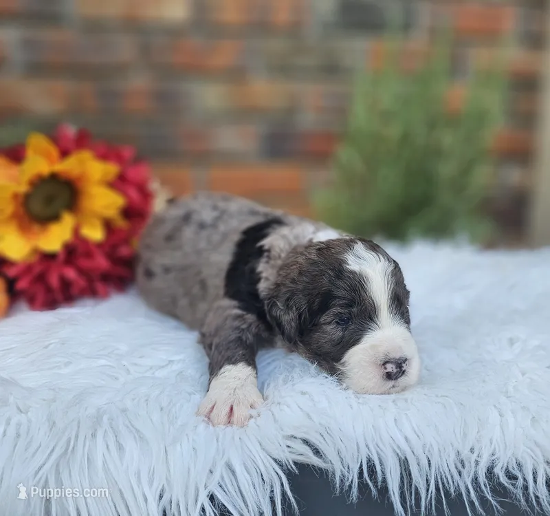 Mike – Aussiedoodle, Bernedoodle puppy for sale in Carnesville, GA