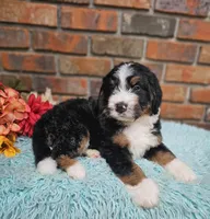 Frank, a male Aussiedoodle and Bernedoodle for sale in Carnesville, GA – 3 of 10