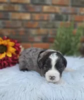 Mike, a male Aussiedoodle and Bernedoodle for sale in Carnesville, GA – 3 of 3