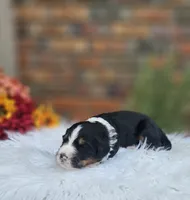 Frank, a male Aussiedoodle and Bernedoodle for sale in Carnesville, GA – 2 of 2