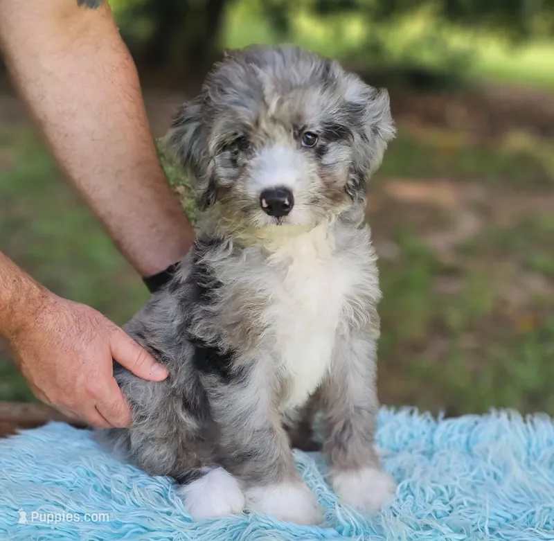 Celia Mae – Bernedoodle puppy for sale in Carnesville, GA