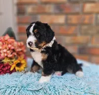 Frank, a male Aussiedoodle and Bernedoodle for sale in Carnesville, GA – 4 of 10
