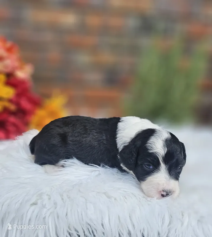Boo  – Aussiedoodle, Bernedoodle puppy for sale in Carnesville, GA