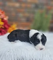 Boo , a female Aussiedoodle and Bernedoodle for sale in Carnesville, GA – 1 of 3