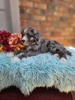 Celia Mae, a female Aussiedoodle and Bernedoodle for sale in Carnesville, GA – 7 of 8