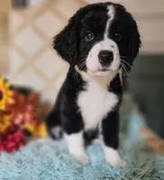 Chet, a male Bernedoodle for sale in Carnesville, GA – 3 of 3