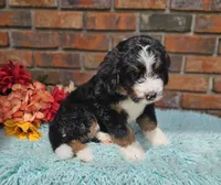Frank, a male Aussiedoodle and Bernedoodle for sale in Carnesville, GA – 2 of 10
