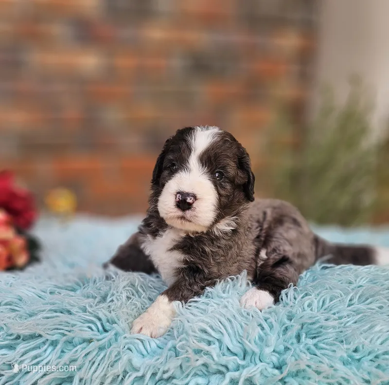 Mike – Aussiedoodle, Bernedoodle puppy for sale in Carnesville, GA