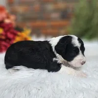 Boo , a female Aussiedoodle and Bernedoodle for sale in Carnesville, GA – 2 of 3