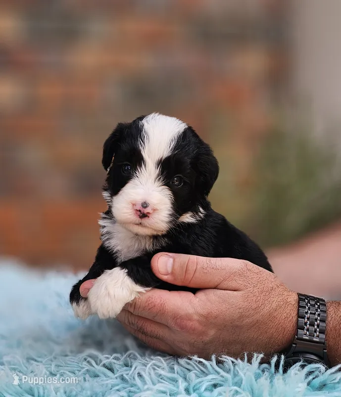 Randall – Aussiedoodle, Bernedoodle puppy for sale in Carnesville, GA