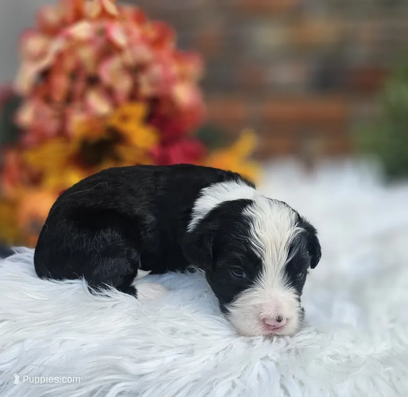 Randall – Aussiedoodle, Bernedoodle puppy for sale in Carnesville, GA