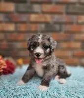 Celia Mae, a female Aussiedoodle and Bernedoodle for sale in Carnesville, GA – 6 of 8