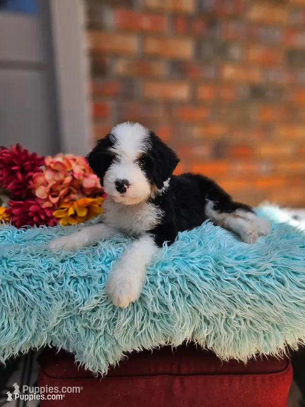 Squishy – Aussiedoodle, Bernedoodle puppy for sale in Carnesville, GA