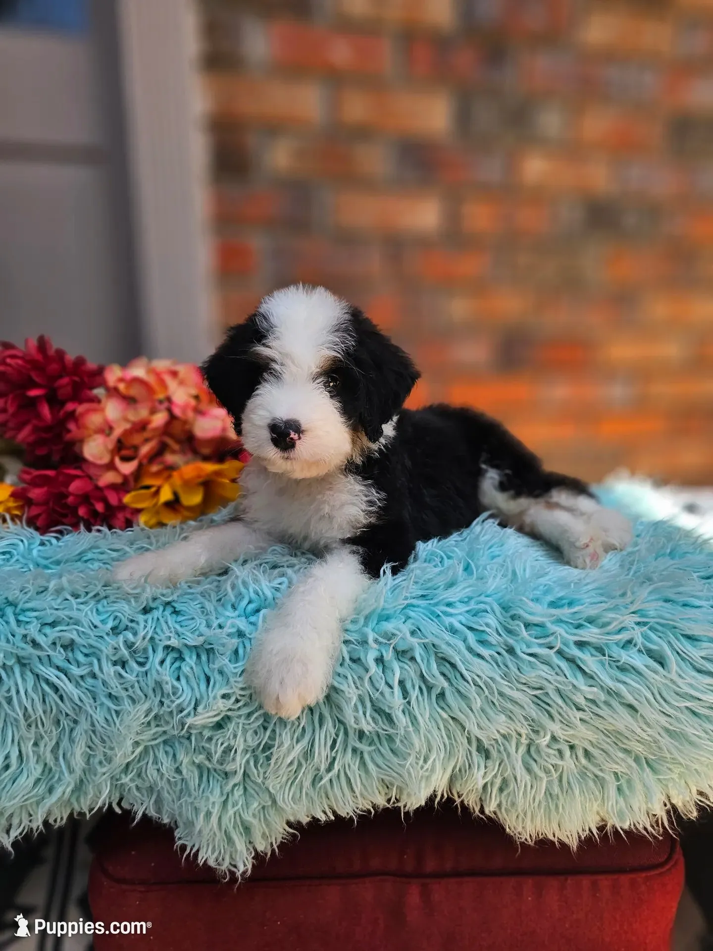 Squishy, a male Aussiedoodle and Bernedoodle for sale in Carnesville, GA – 1 of 4