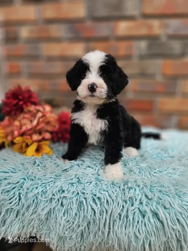 Randall – Aussiedoodle, Bernedoodle puppy for sale in Carnesville, GA