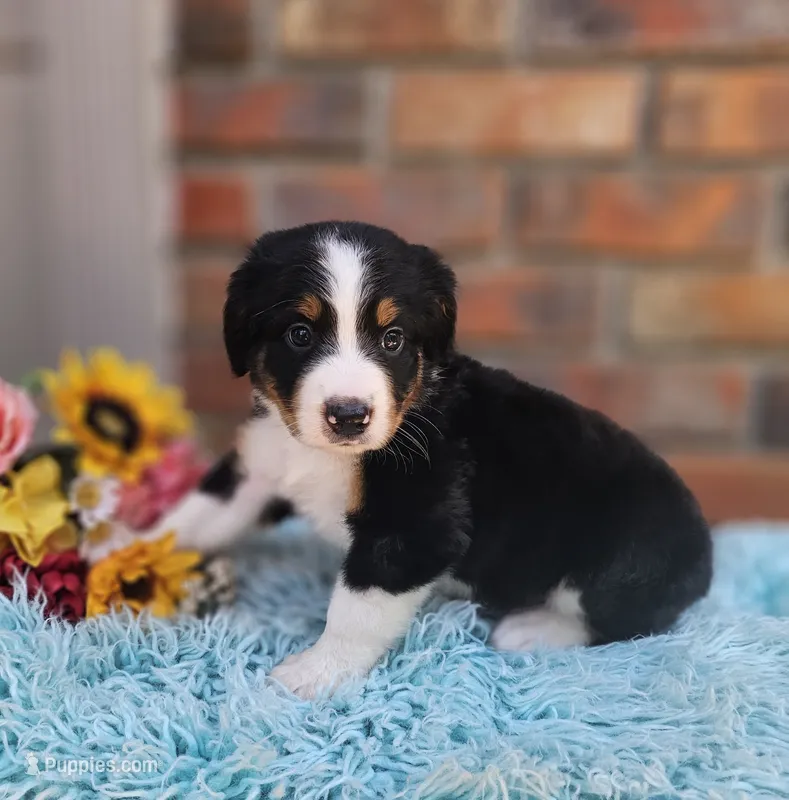Rozz – Aussiedoodle, Bernedoodle puppy for sale in Carnesville, GA