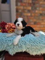 Squishy, a male Aussiedoodle and Bernedoodle for sale in Carnesville, GA – 2 of 4