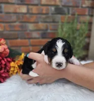 Rozz, a female Aussiedoodle and Bernedoodle for sale in Carnesville, GA – 2 of 2